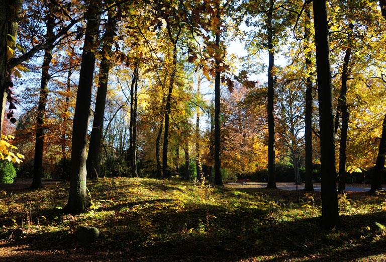 Waldteil Ohlsdorf