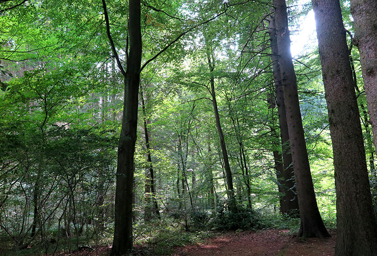 Friedhof Wohldorf / Parklandschaft