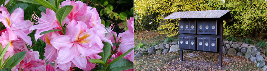 Rhododendron / Naturlehrpfad