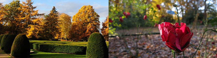 Althamburgischer Gedächtnisfriedhof / Rosen