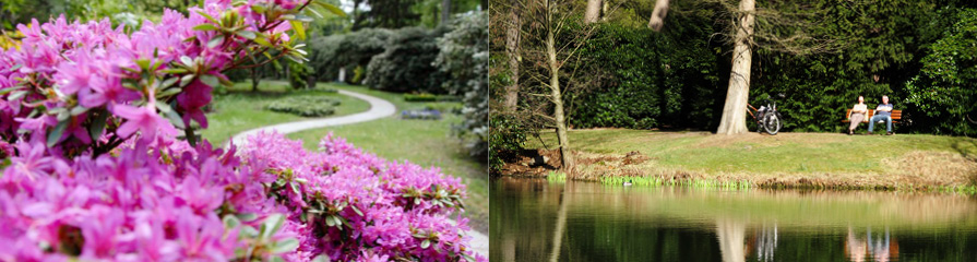 Rhododendron / Parklandschaft