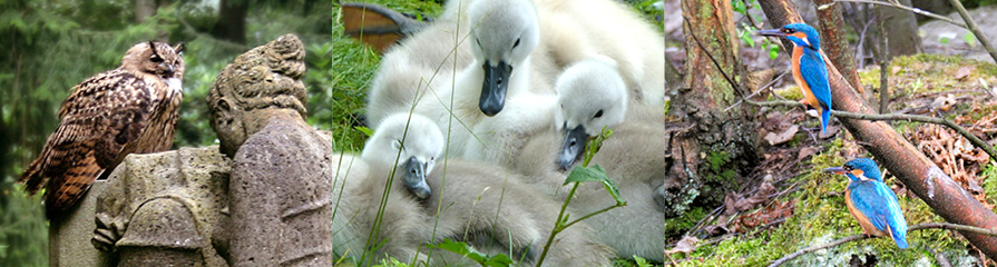 Tierwelt Friedhof Ohlsdorf