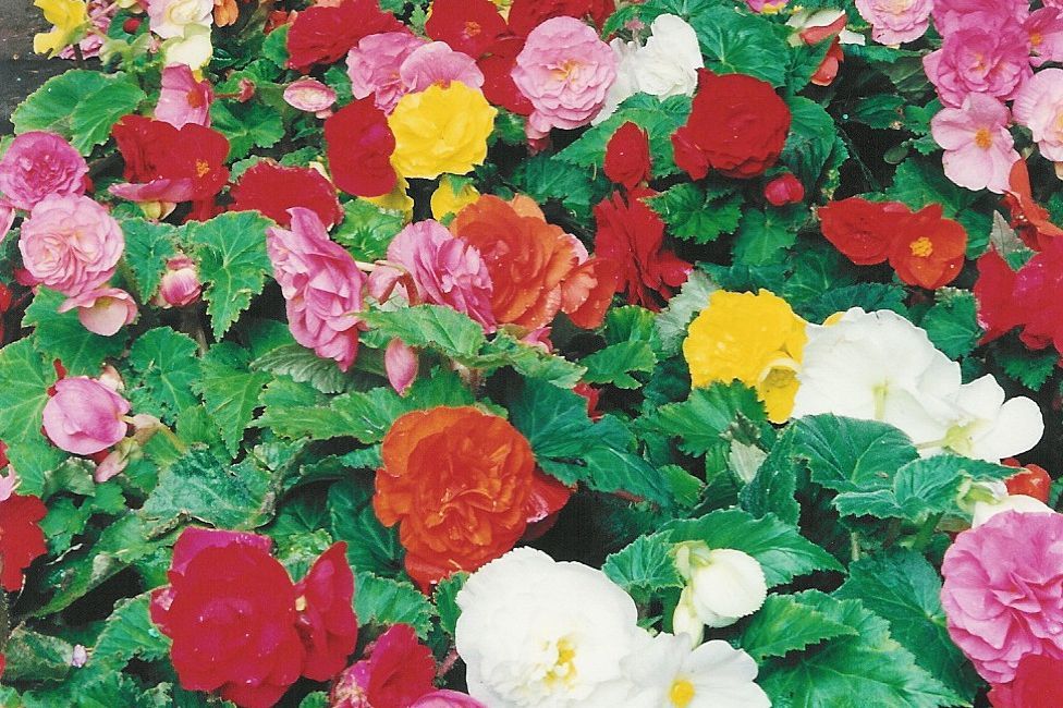 bunte Blumen