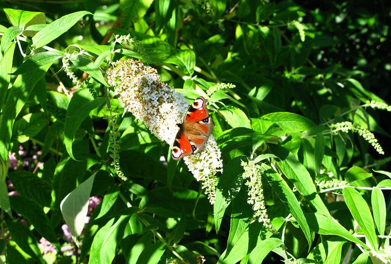 Schmetterlingsgarten