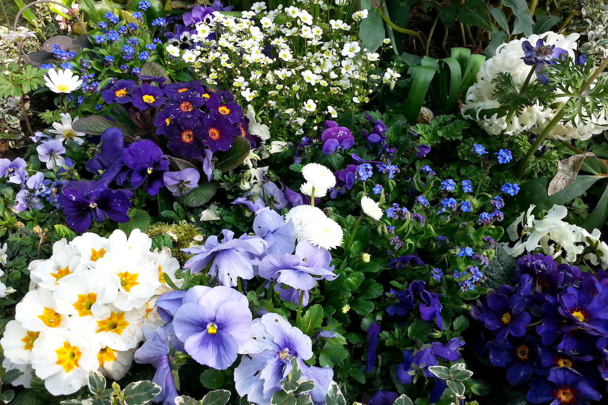 Frühlingsblumen